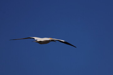 point danger gannet