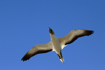 point danger gannet