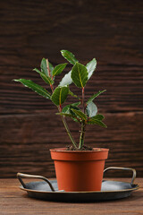 Small potted bay leaf plant thriving in a terracotta pot on a rustic wooden surface with tray