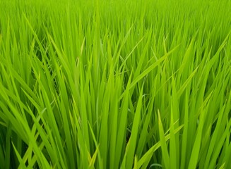 green rice field