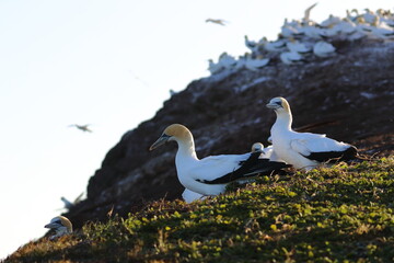 point danger gannet