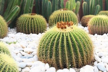 Close-up golden barrel cactus plant background.