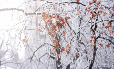 Tree branch covered in ice and yellow leaves. Concept of winter and the beauty of nature during the cold season.