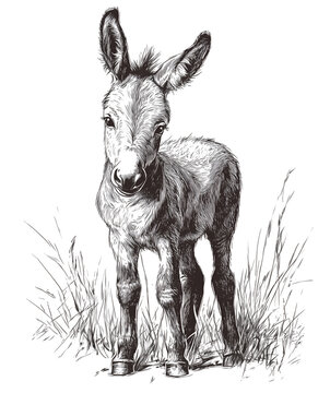 donkey standing in grass sketch