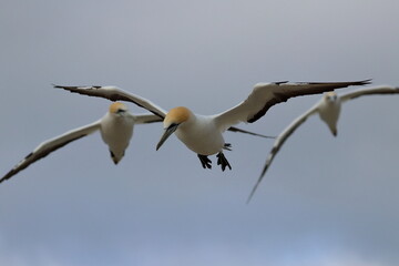 point danger gannet