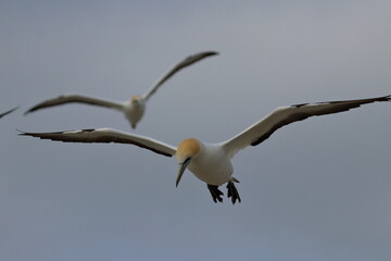 point danger gannet