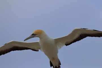 point danger gannet
