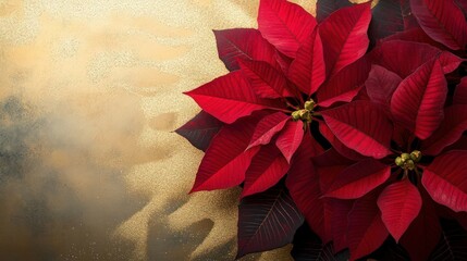 A striking red winter poinsettia with a soft gold color splash behind it. The gold contrasts warmly with the deep red petals, creating a festive look with clear copy space to the left.