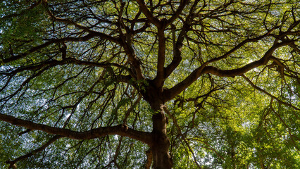Obraz premium A majestic tree with sprawling branches and vibrant green leaves, showcasing the beauty of nature and the intricate patterns of its limbs.