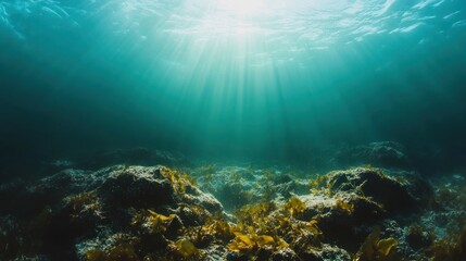 Underwater drone photography in an area covered in rocks and algae. See the movement of water and underwater life in a calm atmosphere.