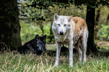 black wolves in the forest