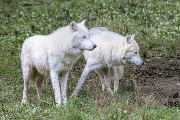 arctic wolves in the forest