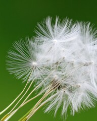 Fototapeta premium A close-up view of delicate dandelion seeds, showcasing their intricate structures against a soft green background.