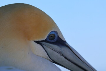 australasian gannet