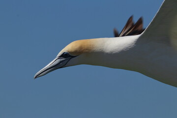 australasian gannet