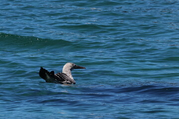 australasian gannet