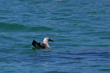 Obraz premium australasian gannet