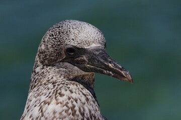 australasian gannet