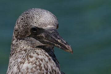 australasian gannet
