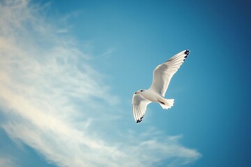 A Seagull in Flight Against a Bright Blue Sky