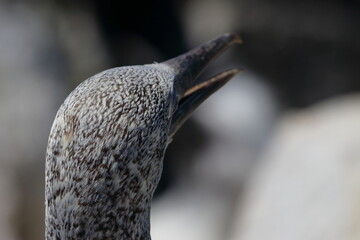 australasian gannet