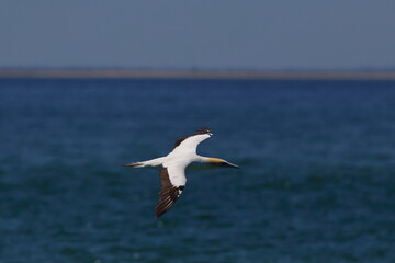 australasian gannet