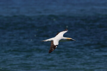 australasian gannet