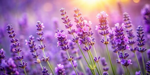 Obraz premium Macro Shot of Blooming Lavender Flowers with Soft Blurred Background for Nature Photography, Floral Aesthetics, and Serenity in Nature