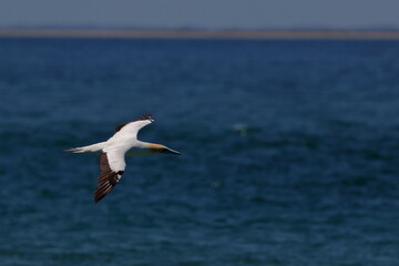 australasian gannet
