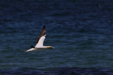 australasian gannet