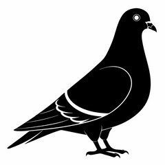 Pigeon Silhouette Vector Illustration. Black Design White Background
