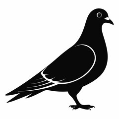 Pigeon Silhouette Vector Illustration. Black Design White Background