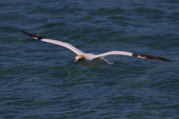gannet