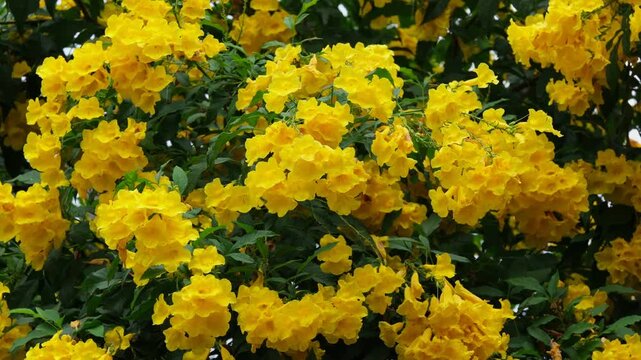 Yellow elder, Yellow bells, or Trumpetflower, Scientific name is Tecoma stans inThailand
