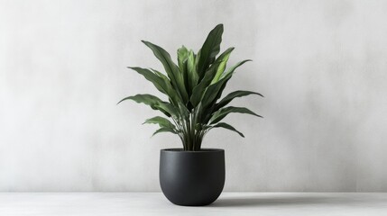 Fototapeta premium Green Plant in Black Pot Minimalist Home Decor