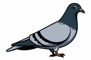 Colorful Pigeon Vector Illustration Isolated on White Background