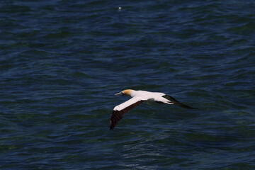 australasian gannet
