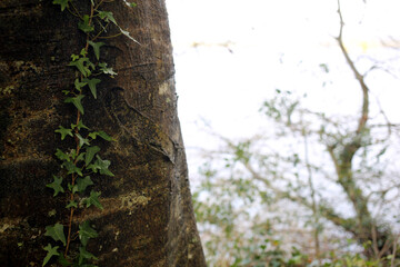 Lough Leane - Muckross house estate - Killarney - Co. Kerry - Republic of Ireland