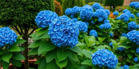 Vibrant striking blue hydrangeas add color to a lush green garden with ornamental trees and shrubs, landscaping, gardening