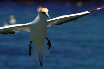 gannet