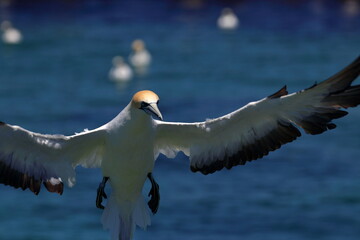 australasian gannet