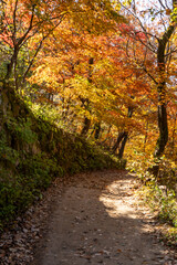 Naklejka premium autumn in the park
