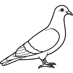Pigeon Line Art Vector Illustration, Pigeon silhouette Isolated on White Background