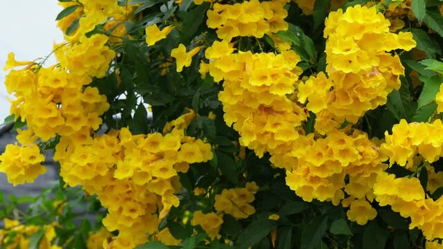 Yellow elder, Yellow bells, or Trumpetflower, Scientific name is Tecoma stans inThailand