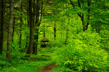 Obraz premium greenery in the Odenwald forests