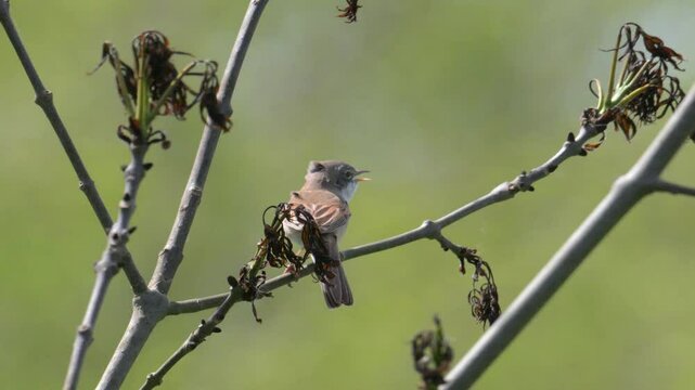 common whitethroat warbler (Curruca communis) singing on branch in windy weather