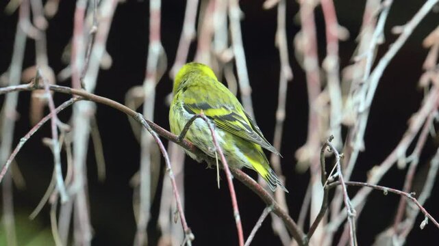 Eurasian siskin (Spinus spinus) adjusting feathers on a branch