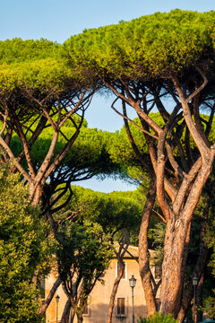  Italian Stone Pines in Colle Oppio Park