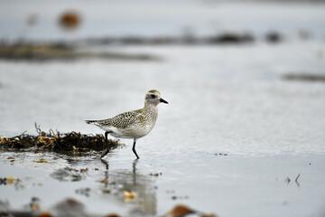 bird on the beach