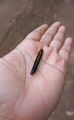 caterpillar on a hand
